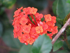 The Hours , My Memoir Flowers , 2