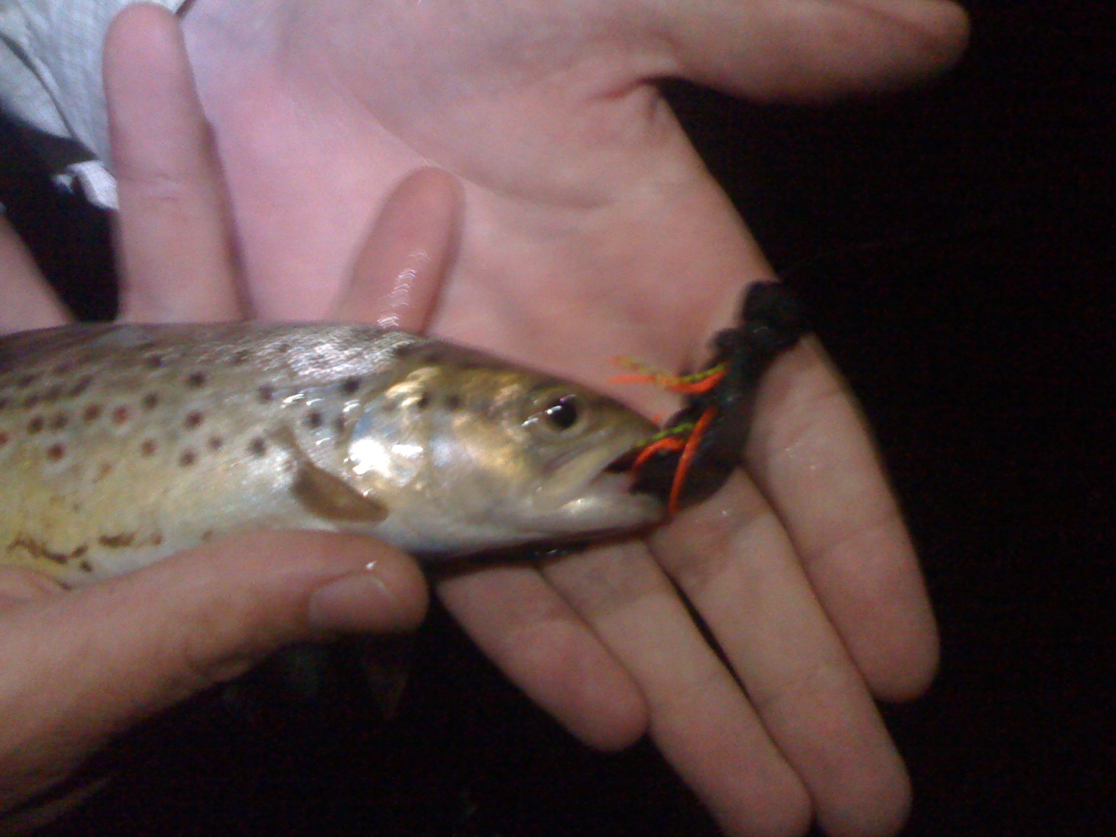 Haus of Mouse Even little trout eat mice. Mouse Fishing Report