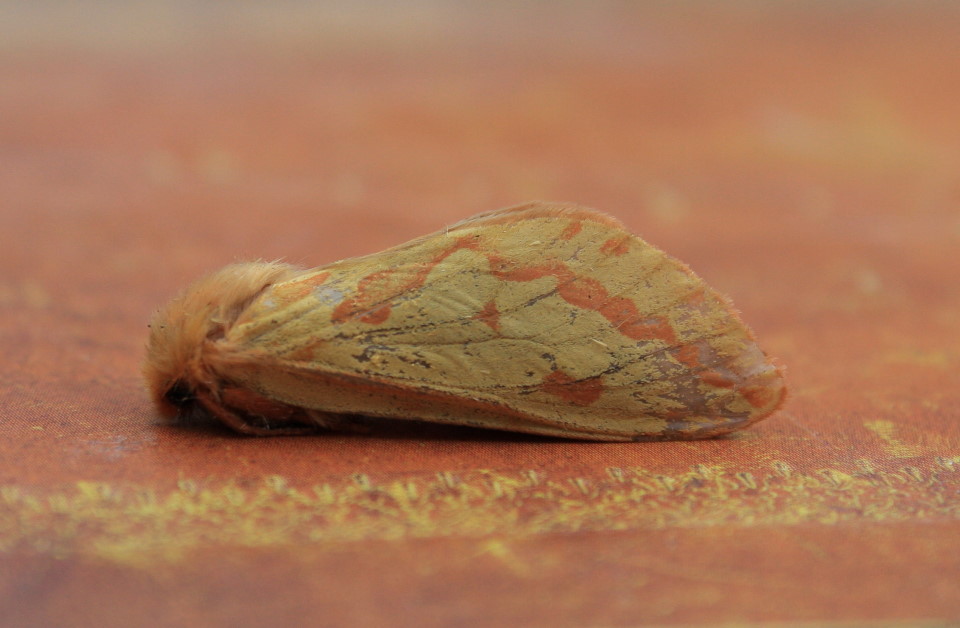 eoo50ylu common carpet moth