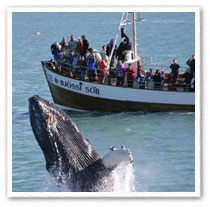 [Whalewatching_Iceland.jpg]