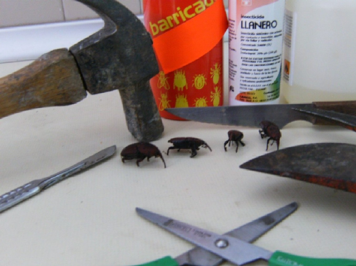 [arx1261007199f.JPG.jpeg]