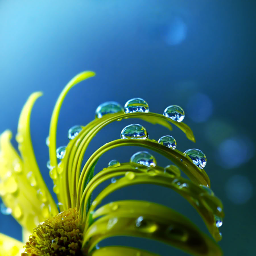 Dew In Flower