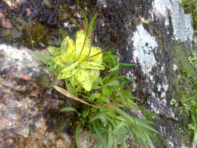Pinguicula Vulgaris - plantas Insetívoras