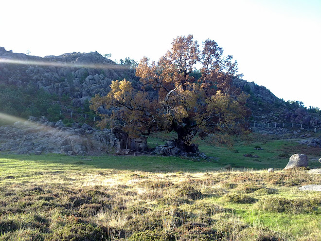 Curral Carvalha das éguas