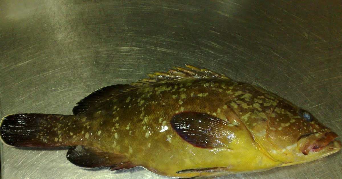 Fish and fishing in Greece Rofos Greek Dusky Grouper fish