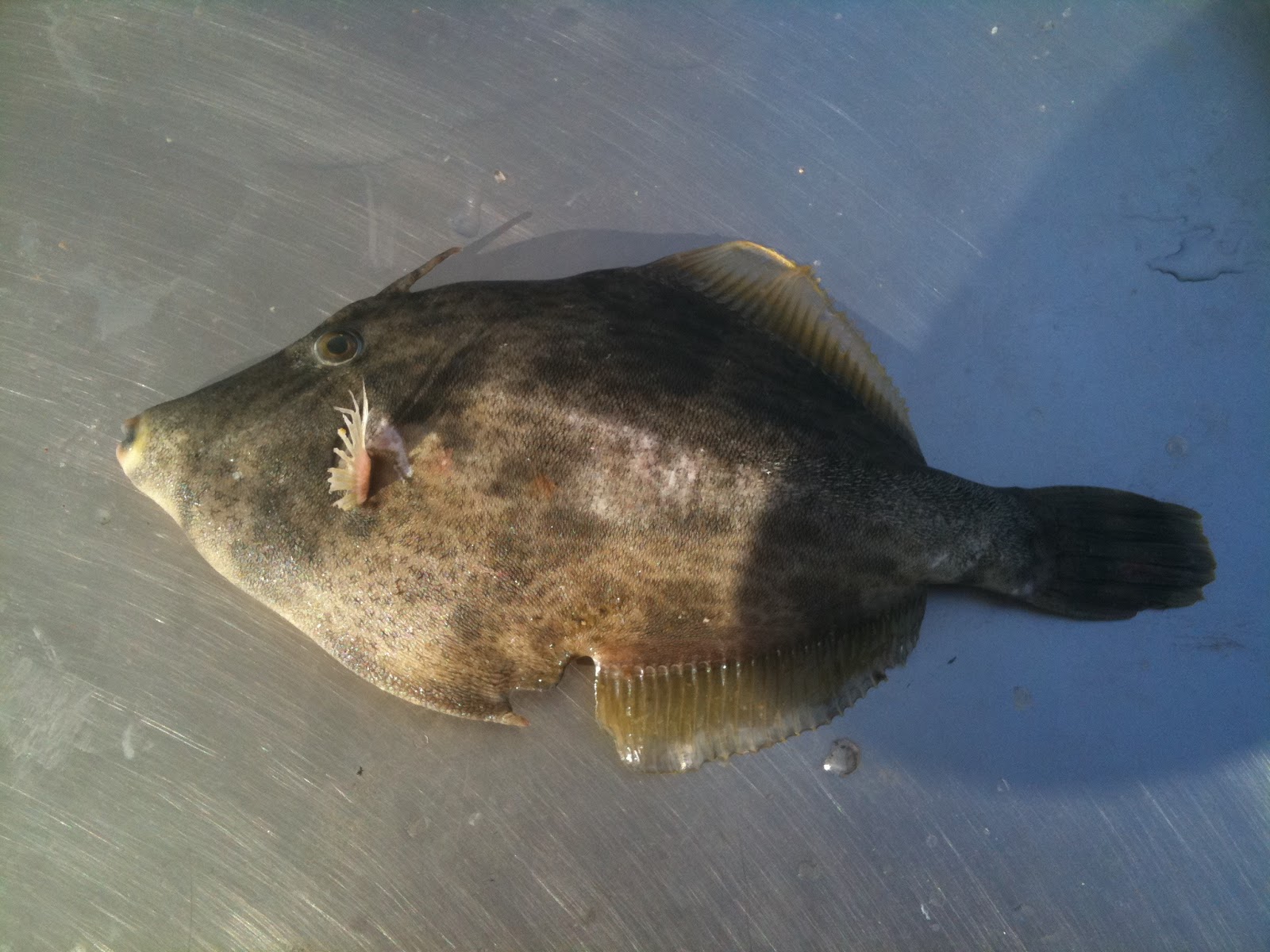 Γουρουνόψαρο Stephanolepis Diaspros οικογένεια Triggerfishes (Balistidae)  %CF%88%CE%B1%CF%81%CE%B9%CE%B1+019