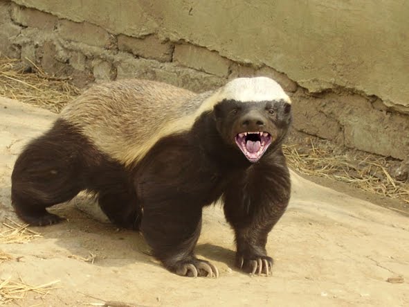 honey badger dont give. Once I posted about the honey