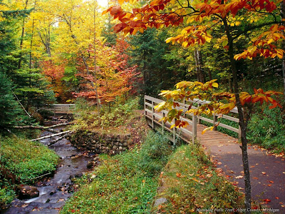 forests-nature%2B%2870%29.jpg