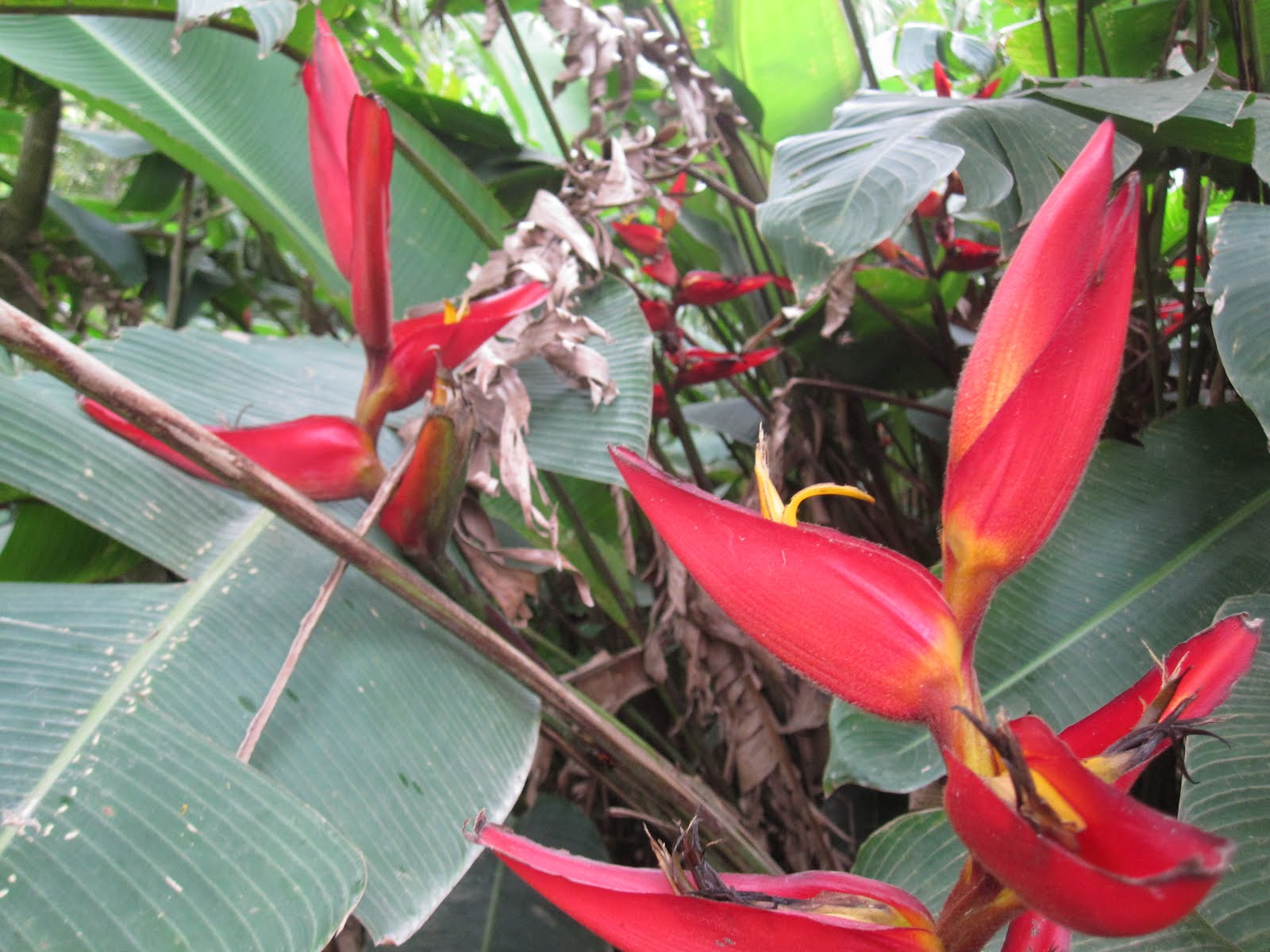 Strangler Fig Flower