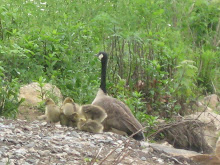 My River Side Friends