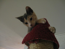 Cute Wittle Kitty