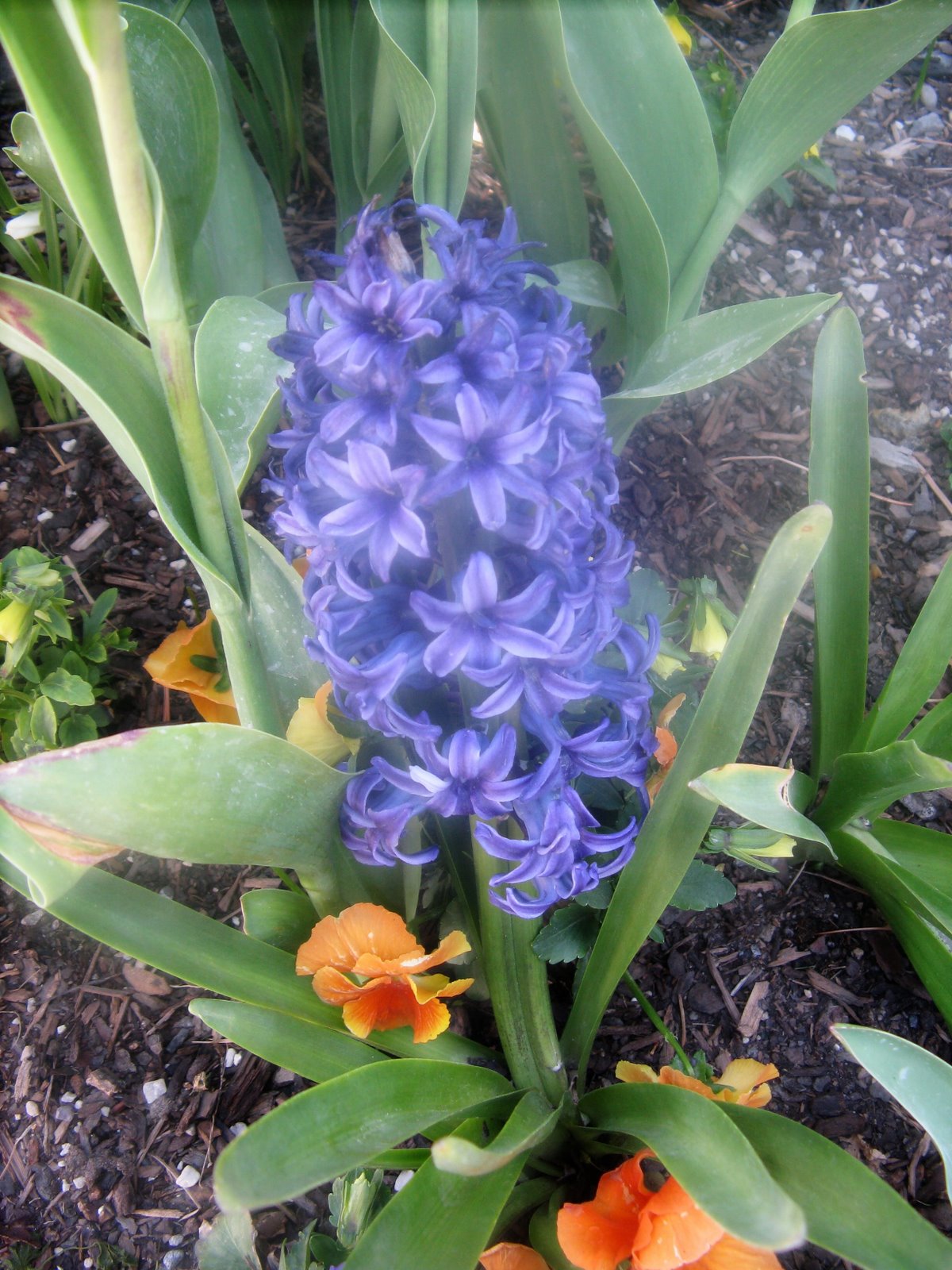 [hyacinth.jpg]