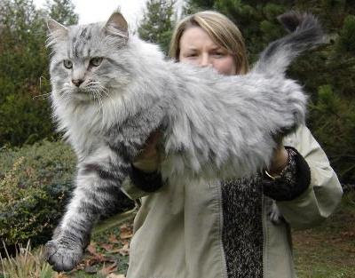 mainecoon.jpg