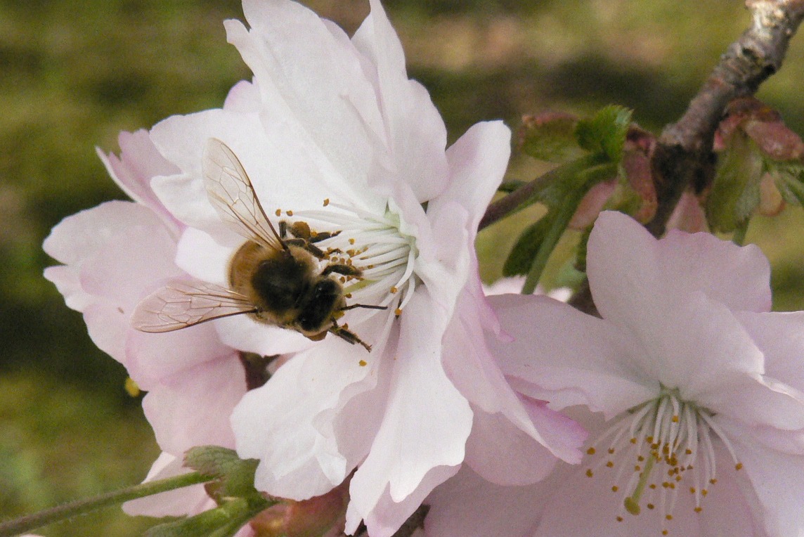 [P1120375a.JPG]