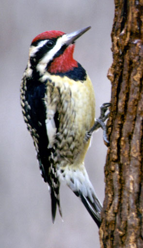 Sphyrapicus_variusPCSL11319B.jpg