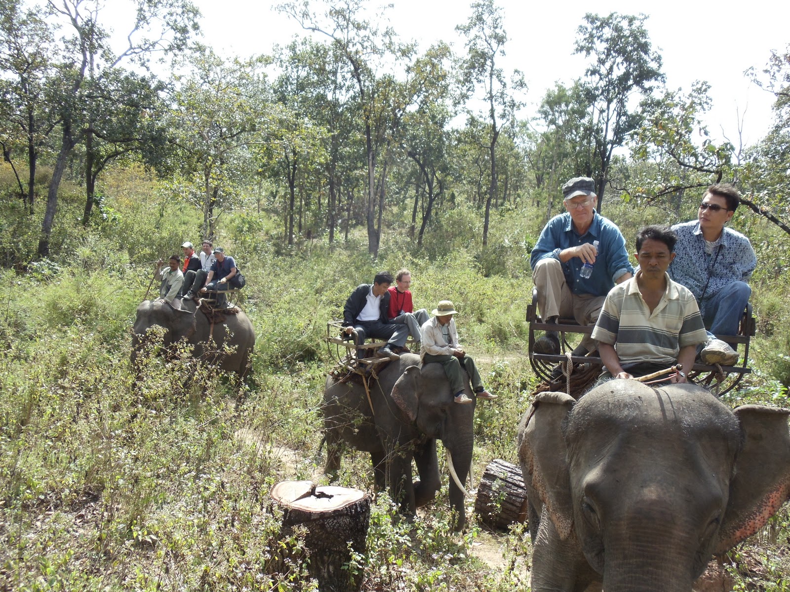 Vietnam Elephant