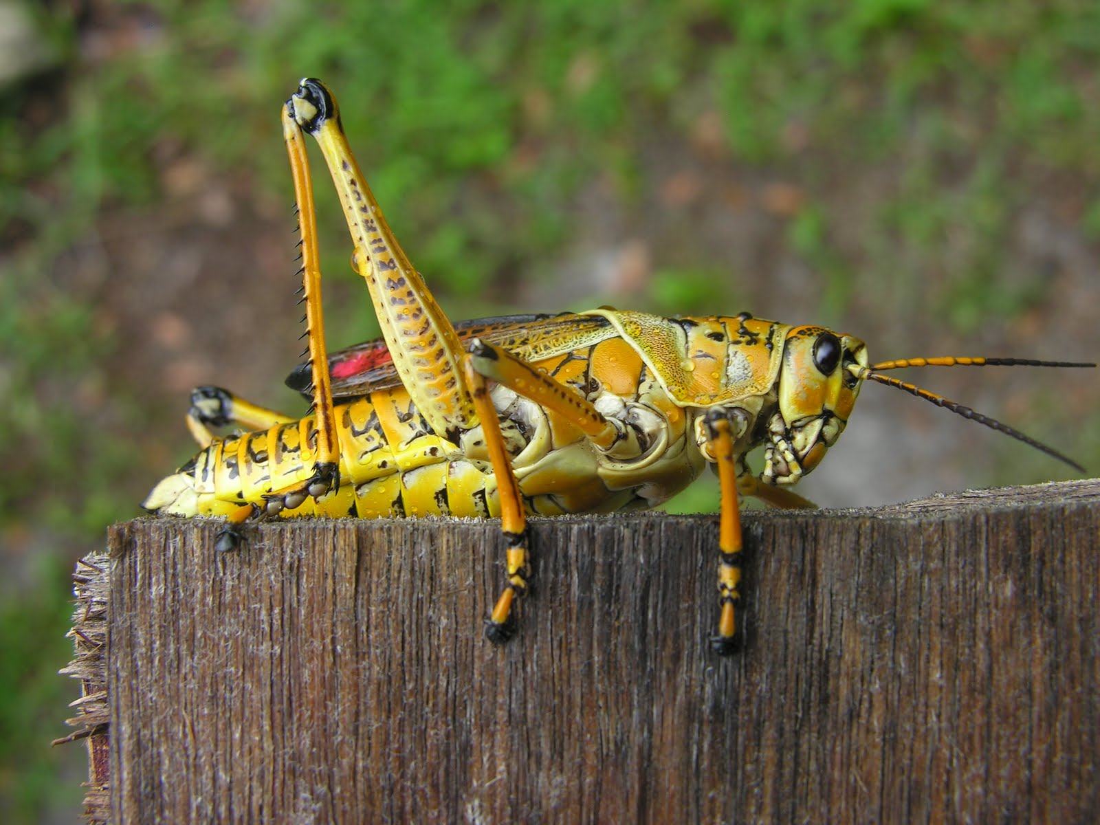 donssite Florida sized