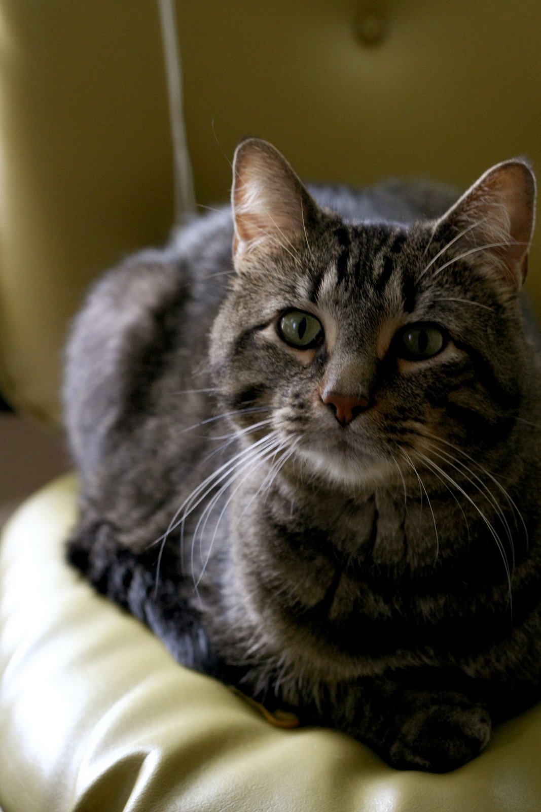 [baxtercatchair2.jpg]