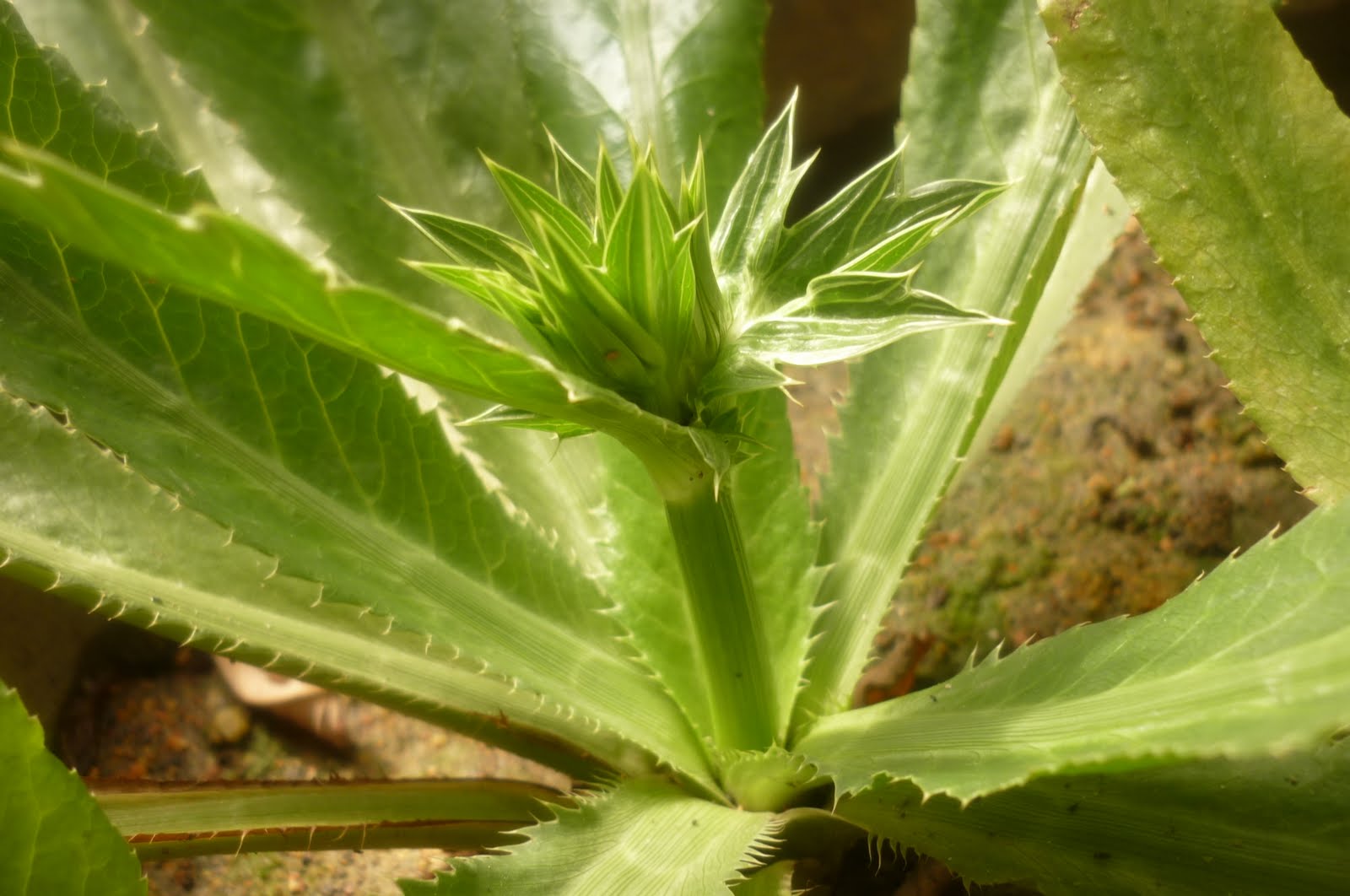 My Little Potted Garden Sawtooth Coriander