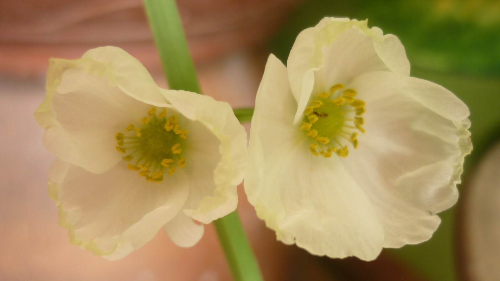 My Little Potted Garden: Beyond Gardening 2!