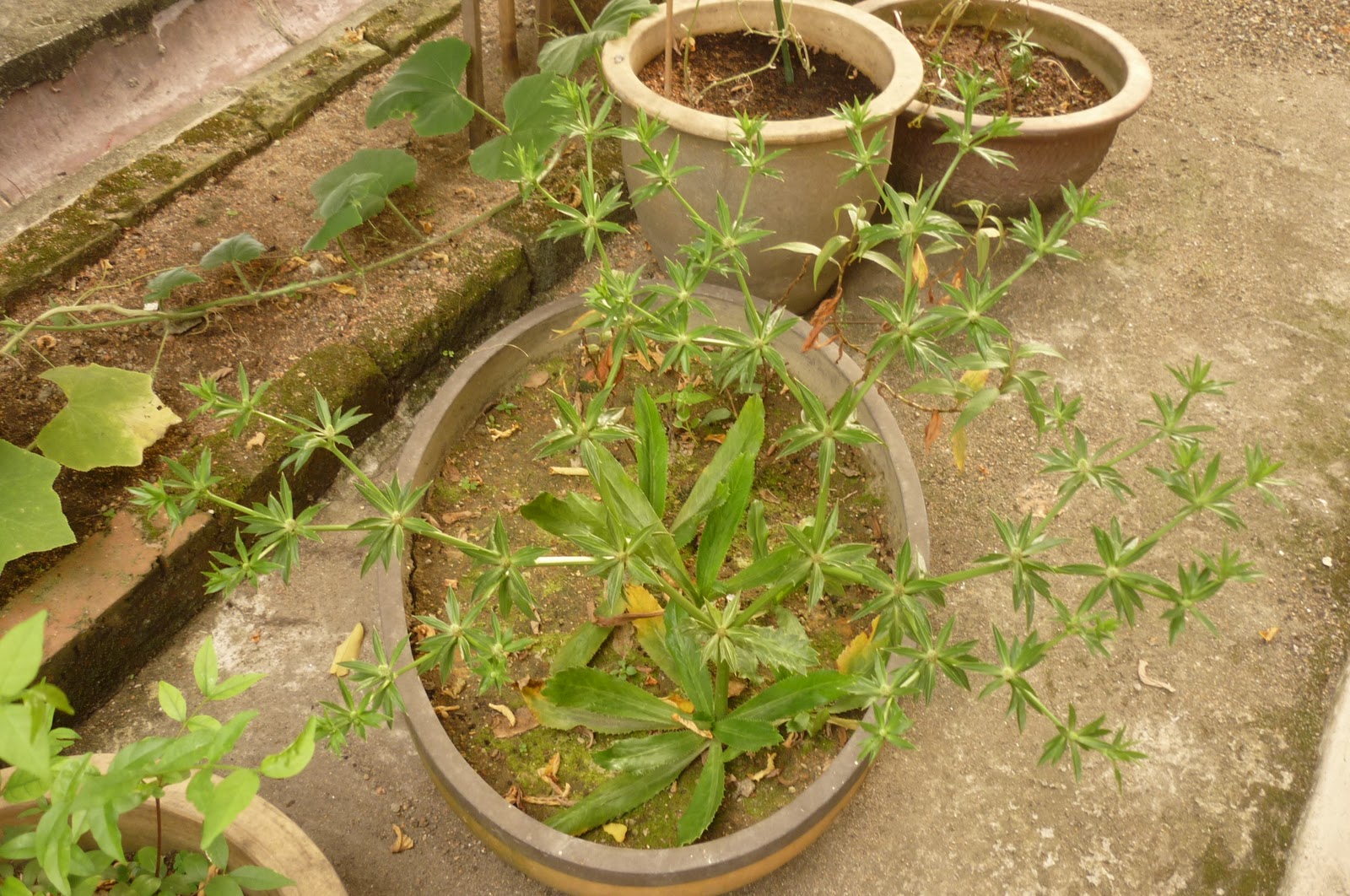 My Little Potted Garden Sawtooth Coriander Seeds