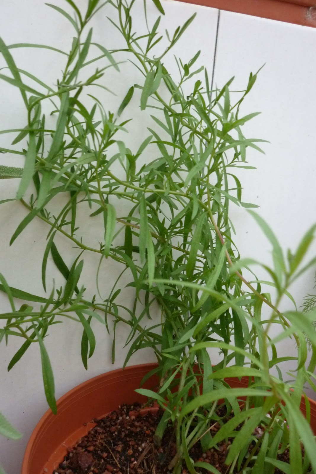 My Little Potted Garden Tarragon