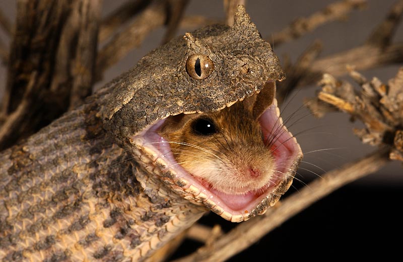 [serpente.jpg]