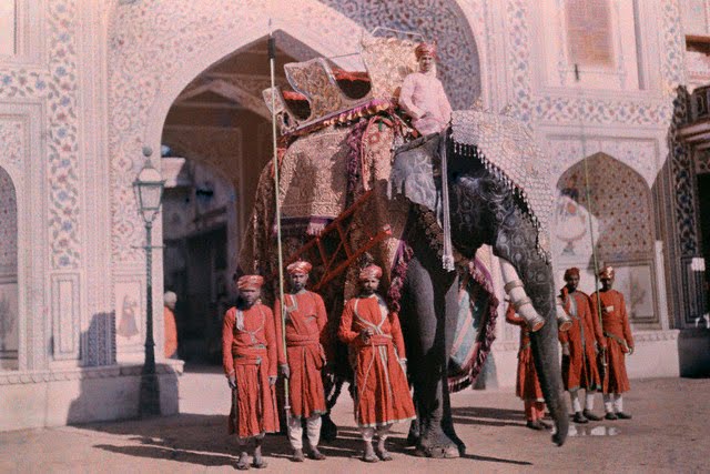 Royal Indian Elephant
