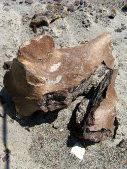 dinosaurs fossils