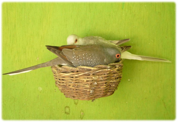 aves en un nido