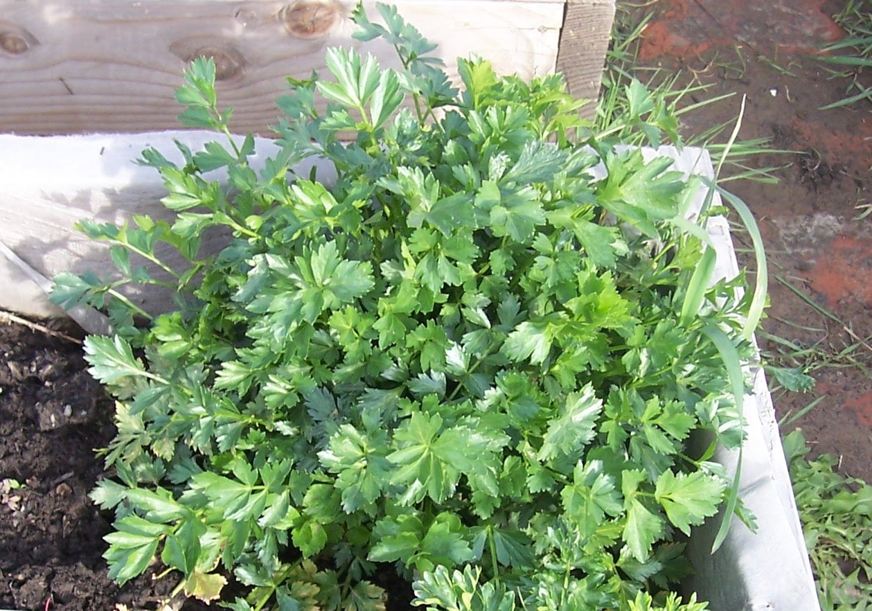 Mountainside Herbal Nursery Cutting Celery and ParCel