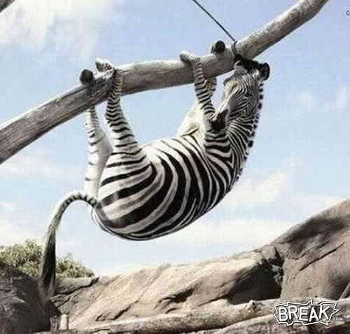 [20apr25-zebra-hanging.jpg]