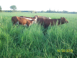 Semillas de Dicantio erecto $30/kg