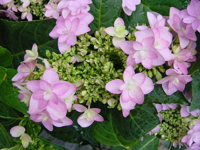 Ker Asie Un Jardin Du Morbihan