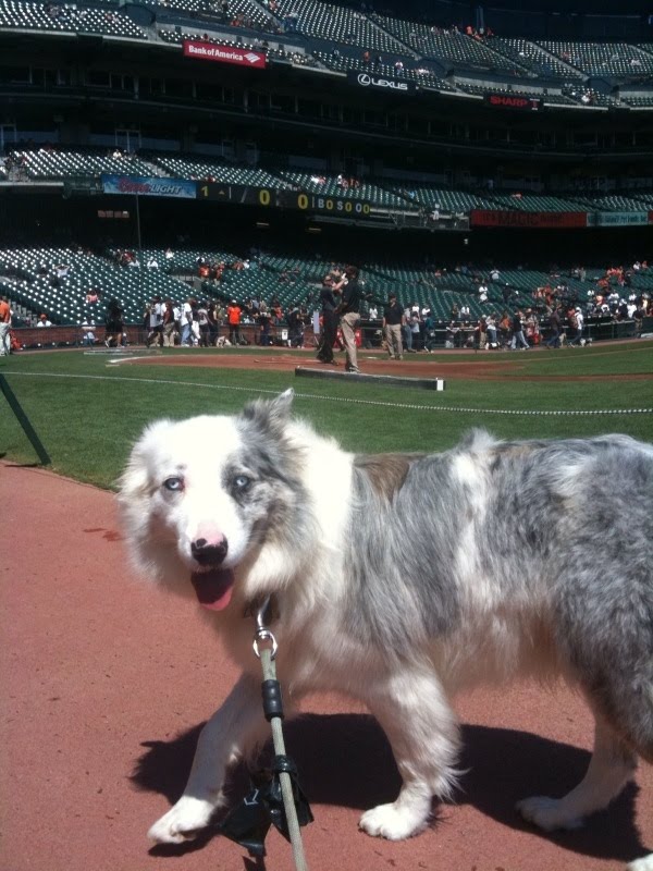 All About Paws Dogwalking San Francisco Giants Dog Days of Summer.