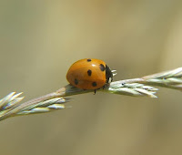 Dragonfly+larvae+buy