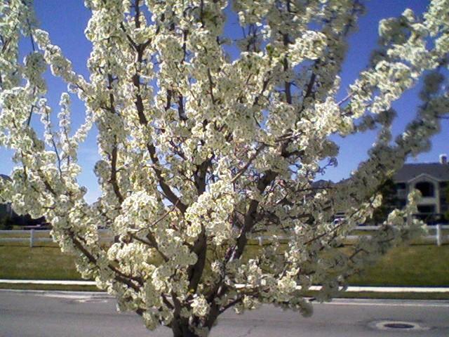 [tree.jpeg]