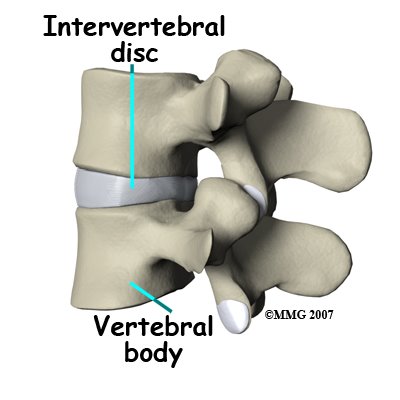 [lumbar_ADR_anatomy02.jpg]