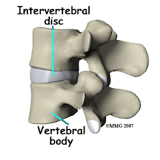 lumbar_ADR_anatomy02.jpg