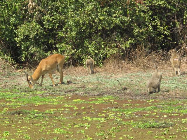 Baboon Vs Crocodile