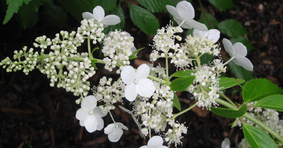 In The Garden My Plant Obsession Hydrangea Paniculata Kyushu