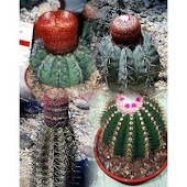 Mixed Melocactus Cactus 20 Seeds - Mixed Species