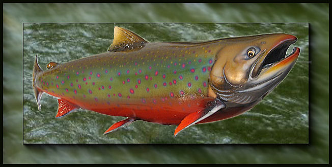 Trout-Collection_Alaskan_Dolly_Varden_Replica_Photo-26-00.jpg