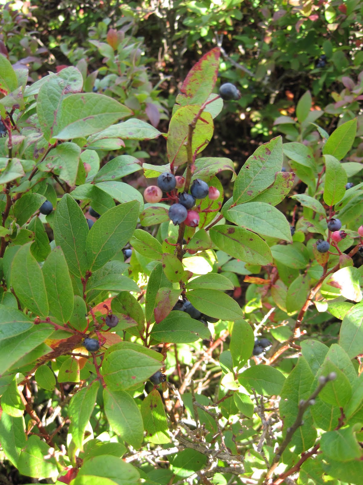 [IMG_0281.JPG]
