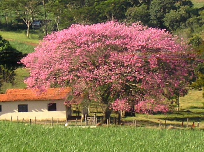 Ipe Roxo