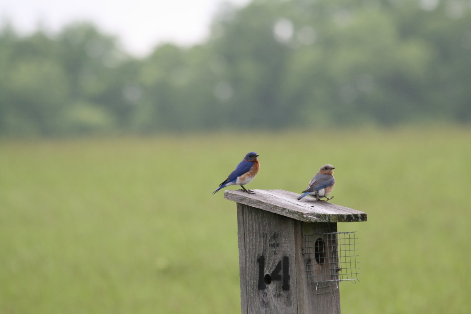 [Bluebirds.JPG]