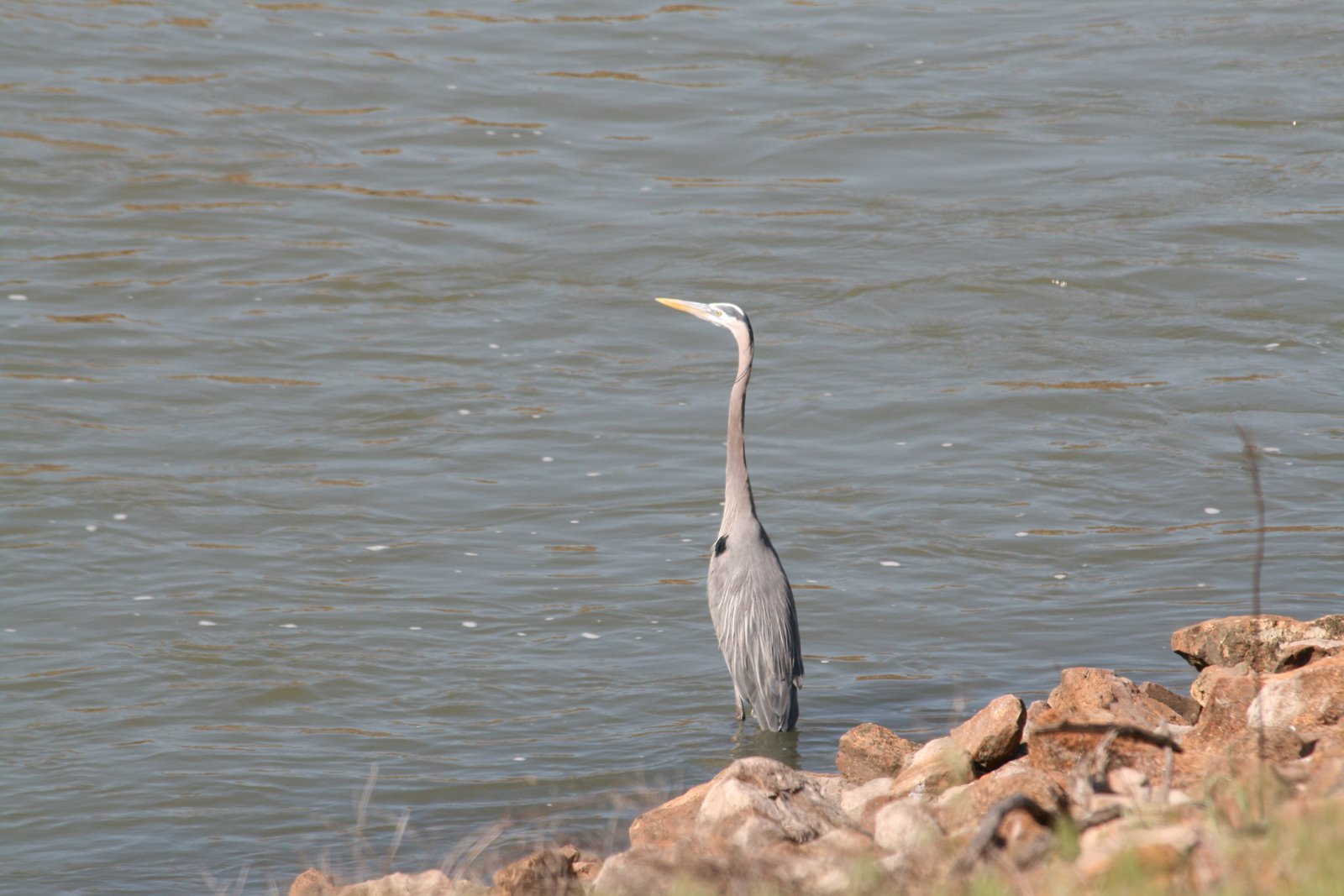 [GreatBlueHeron.JPG]