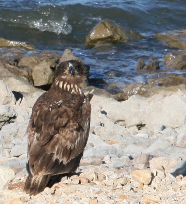 [Eagle_Juvenile1027.jpg]