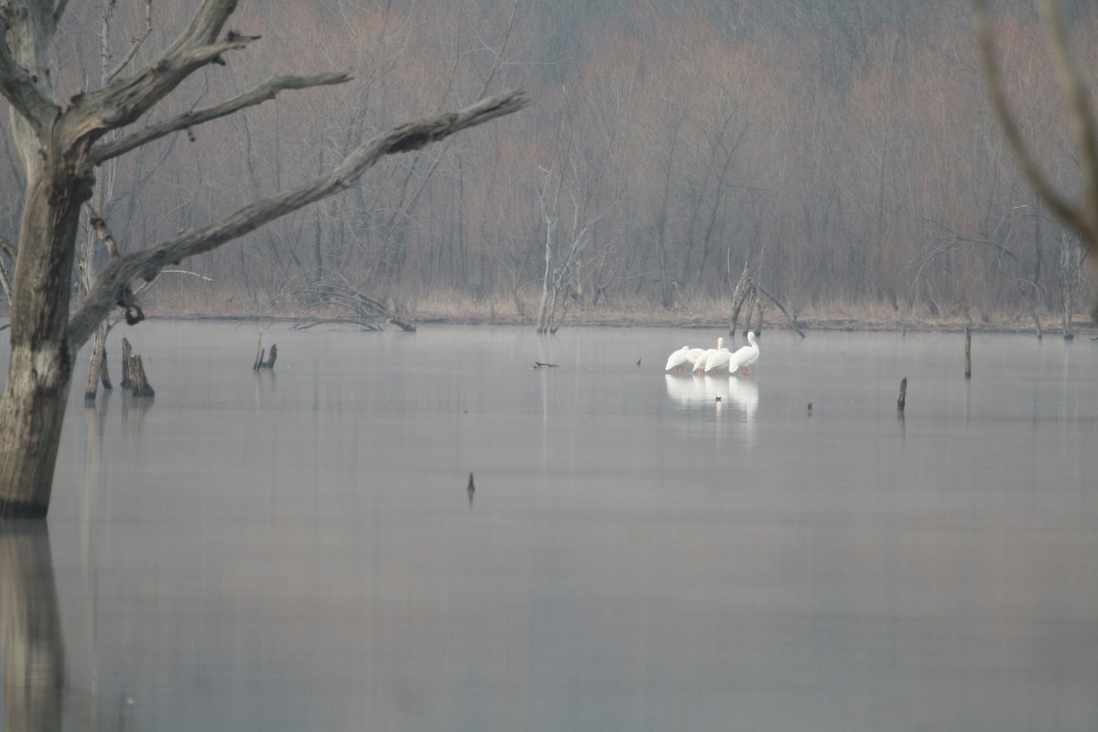 [pelicansatclinton.jpg]