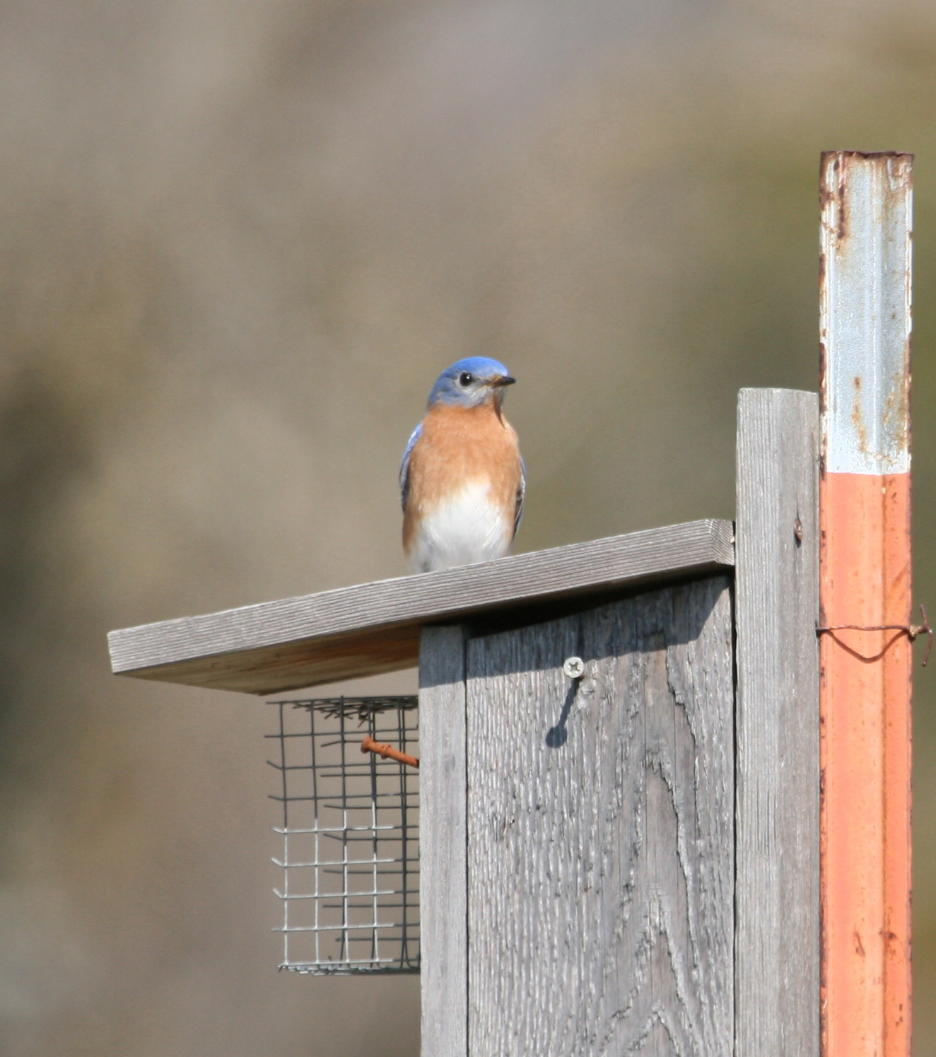 [bluebird.jpg]